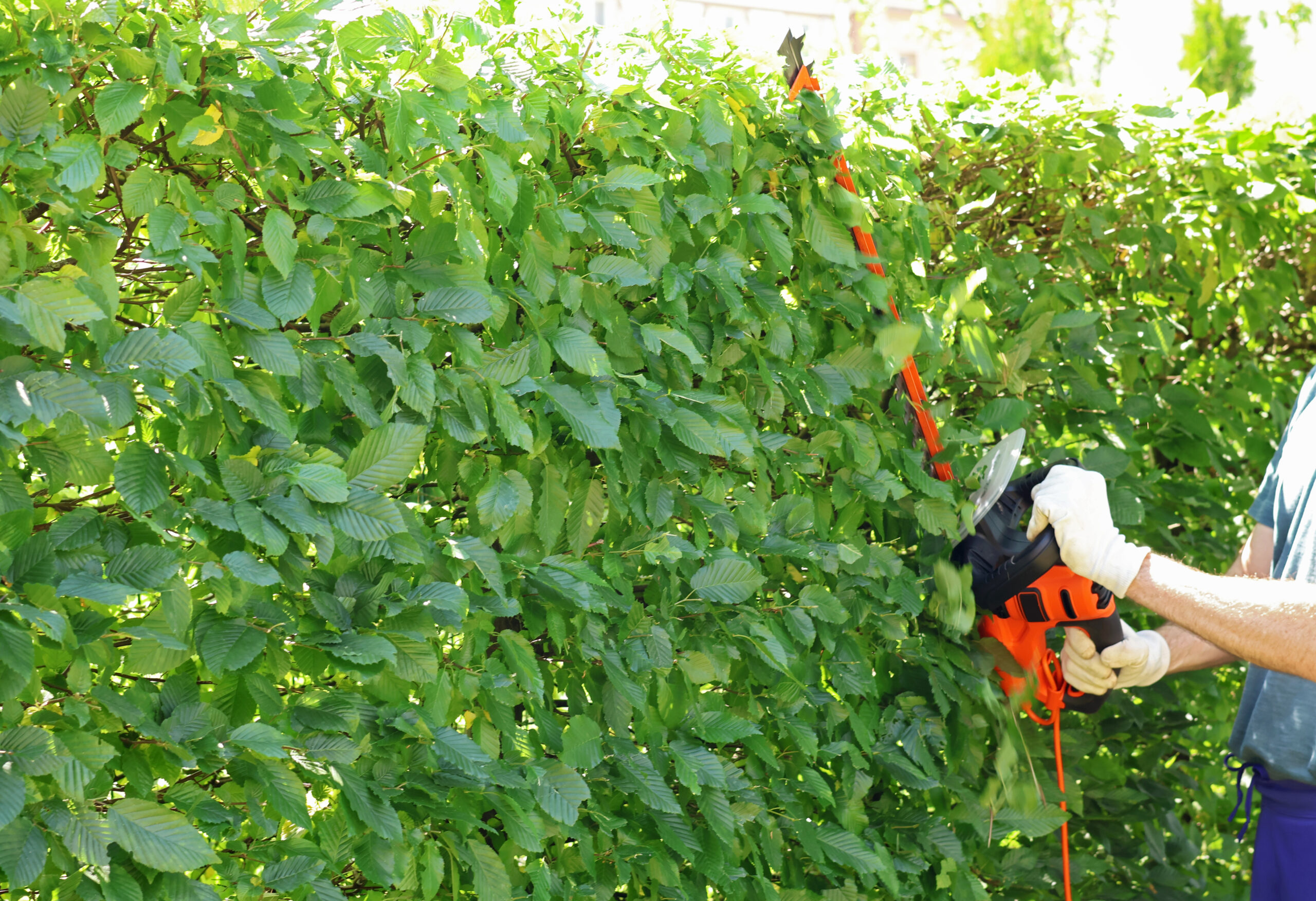 Bush Trimming Florissant MO