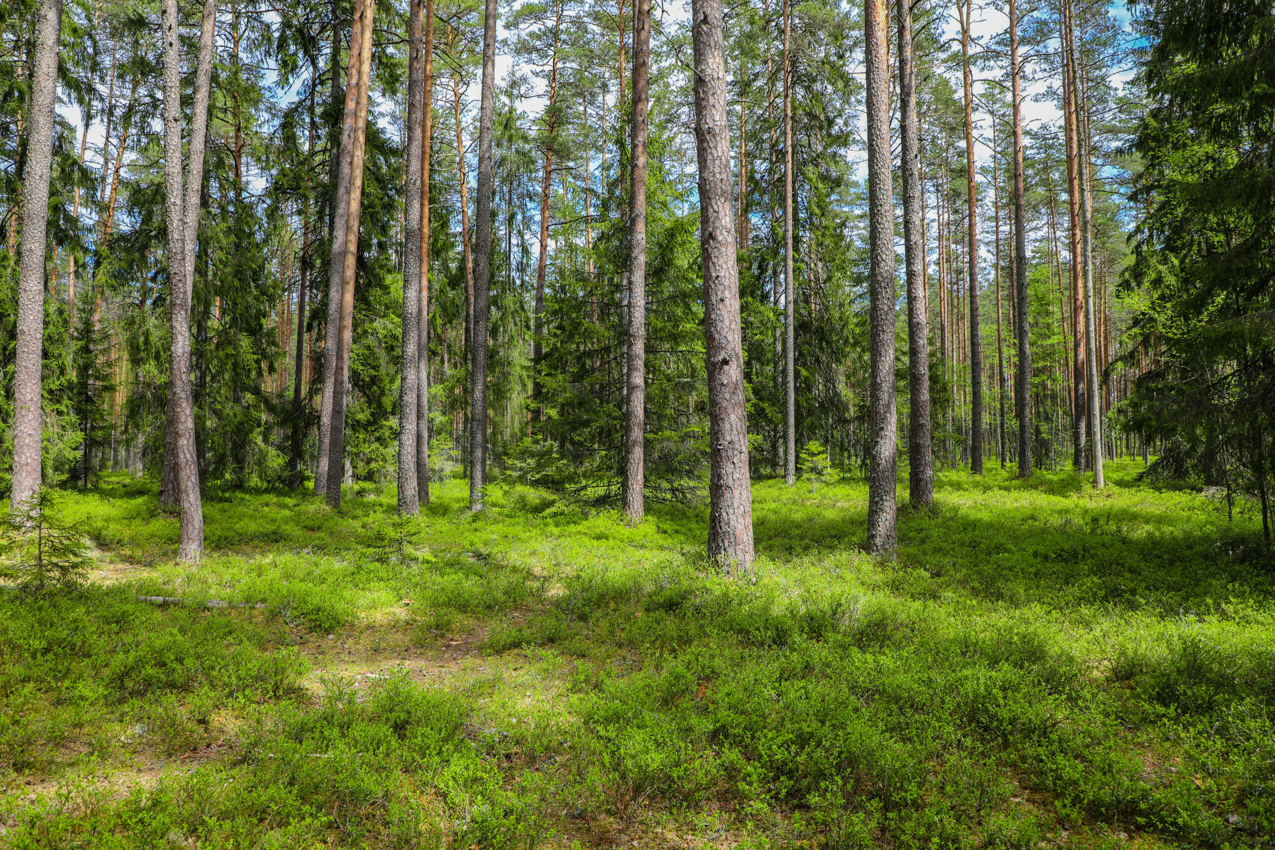 underbrush removal service florissant mo